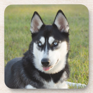 Happy playful Siberian Husky puppy Beverage Coaster