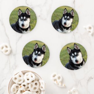 Happy playful Siberian Husky puppy