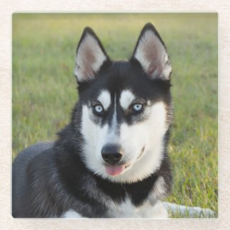 Happy playful Siberian Husky puppy
