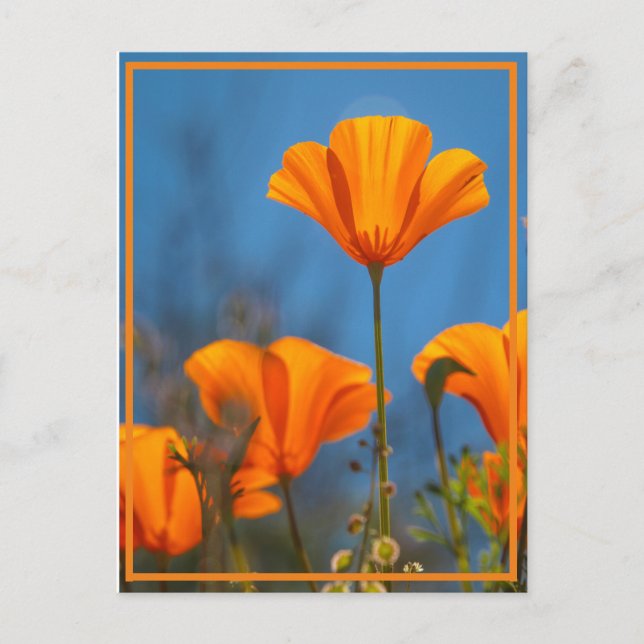 Happy Poppy Postcard (Front)