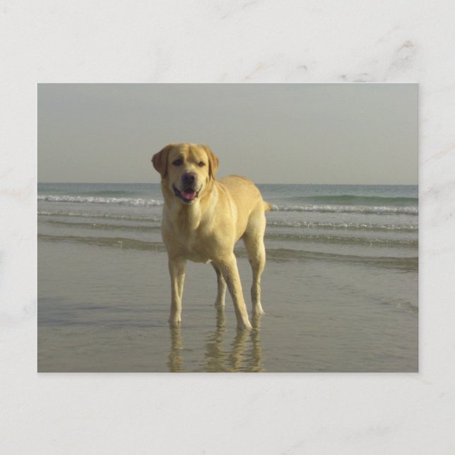 Happy Postcard (Front)