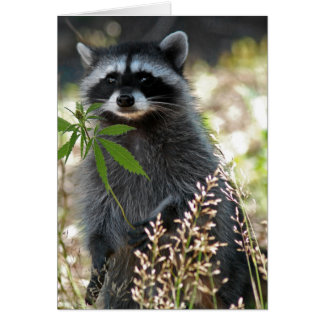 HAPPY RACCOON CARDS