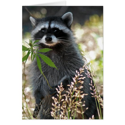 HAPPY RACCOON CARDS (Front)