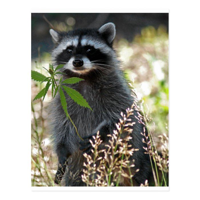 HAPPY RACCOON POSTCARD