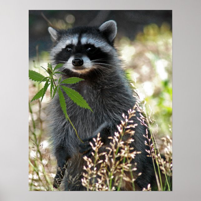 HAPPY RACCOON POSTER (Front)