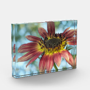 Happy Red Sunflower in Acrylic Photo Block