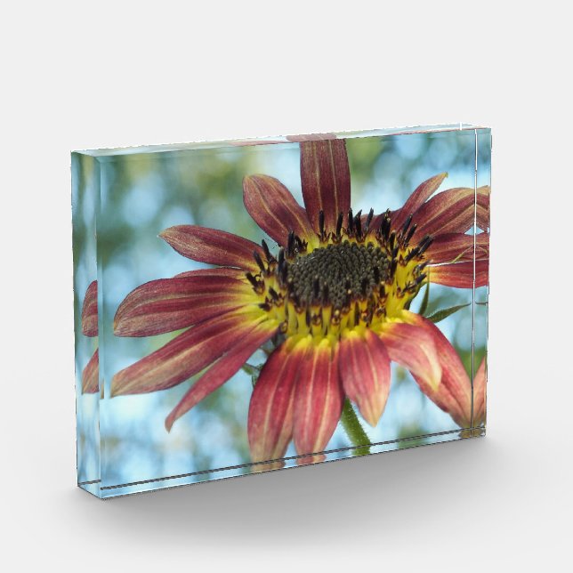 Happy Red Sunflower in Acrylic Photo Block (Left)