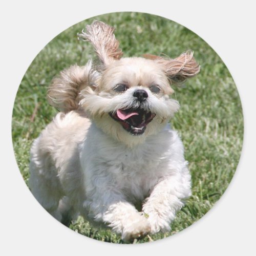 Happy running Shih Tzu Classic Round Sticker