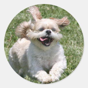 Happy running Shih Tzu Classic Round Sticker