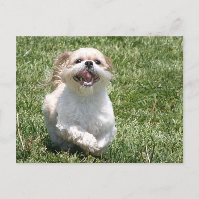 Happy running Shih Tzu Postcard (Front)