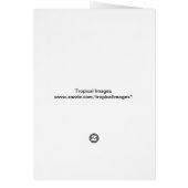 Happy Sails Fair Winds and Following Seas Cards (Back)