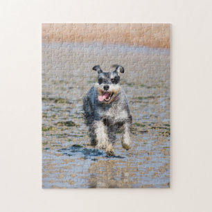 Happy Schnauzer Running On Beach Jigsaw Puzzle