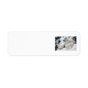 Happy Sheep Family Label