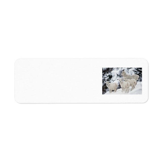 Happy Sheep Family Label (Front)