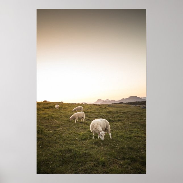 Happy Sheep Poster (Front)