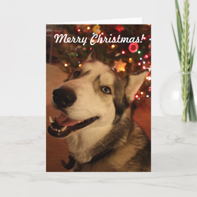 Happy Siberian Husky Christmas Card (Front)
