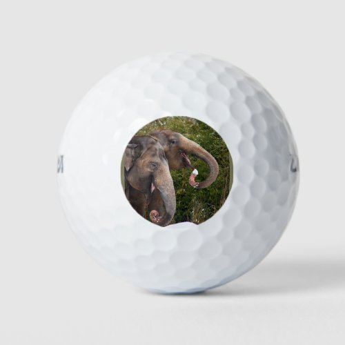 Happy smiling cute elephants playing in the snow golf balls