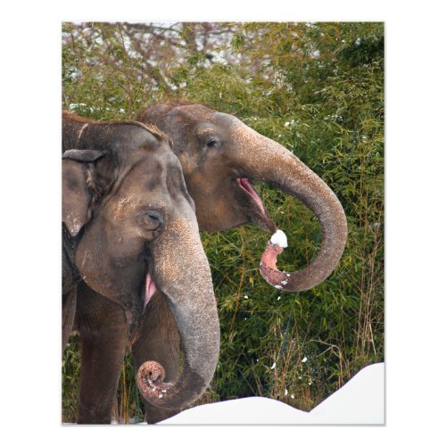 Happy smiling cute elephants playing in the snow photo print