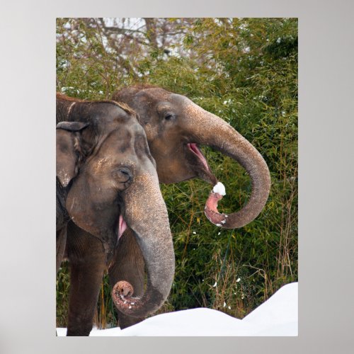 Happy smiling cute elephants playing in the snow poster