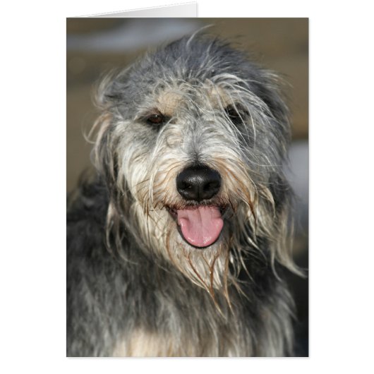 Happy smiling dog cards (Front)