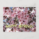 Happy Spring Pink Blossoms Postcard
