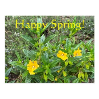 Happy Spring! Postcard