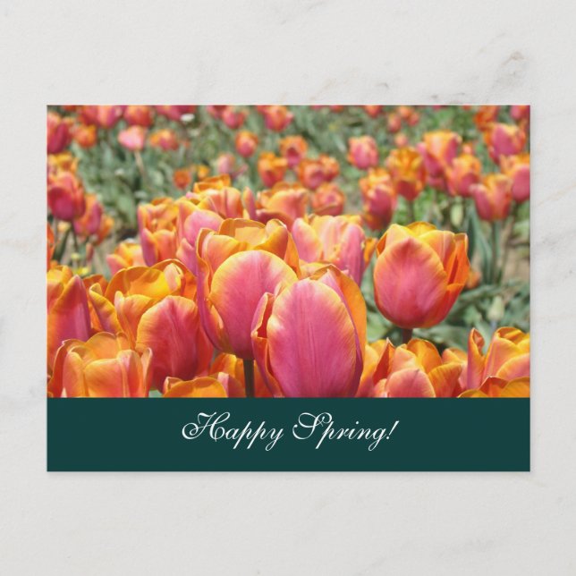 Happy Spring! postcards Colorful Tulip Flower (Front)