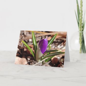 Happy Spring! Purple Crocus Card by llaureti at Zazzle