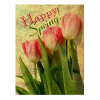 Happy Spring Tulips Postcards