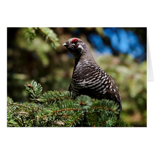Happy Spruce Grouse Cards (Front Horizontal)