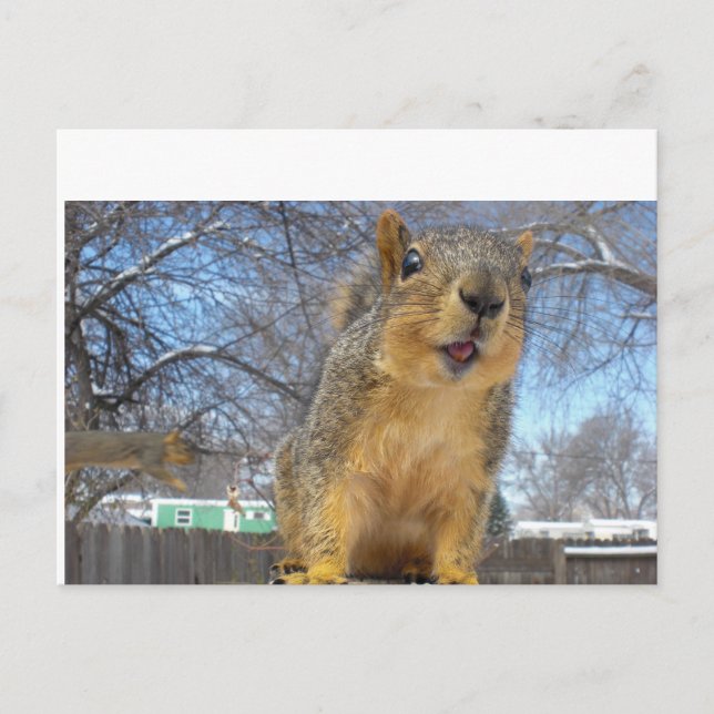 Happy Squirell Postcard (Front)