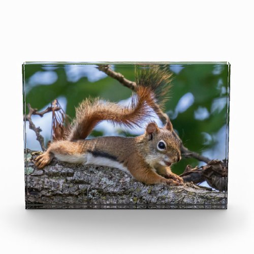 Happy Squirrel Acrylic Award