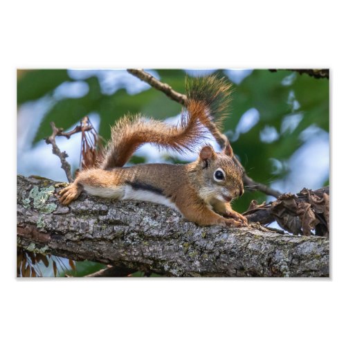 Happy Squirrel Photo Print