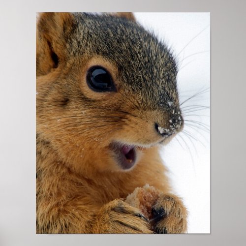 Happy Squirrel Poster