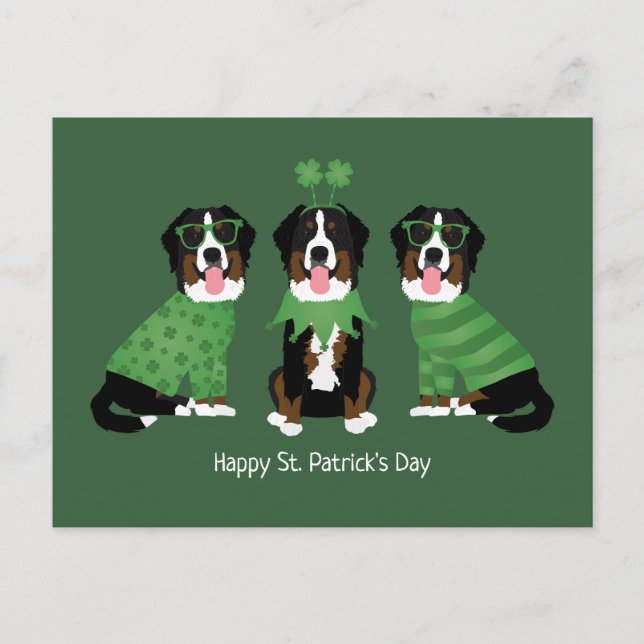 Happy St Patricks Day Bernese Mountain Dogs Postcard (Front)