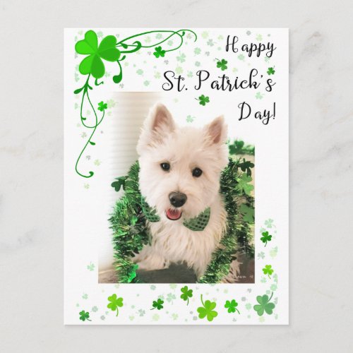 Happy St Patricks Day Westie Dog is Ready Postcard