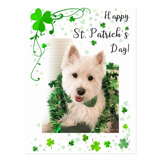 happy st patricks day westie
