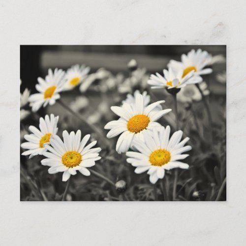 Happy Summer Daisies Postcard