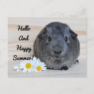 Happy Summer Guinea Pig Postcard