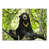 Happy Sun Bear (Front Horizontal)