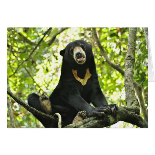 Happy Sun Bear Cards (Front Horizontal)