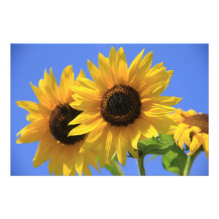 Happy Sunflower Photo