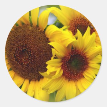 Happy Sunflowers Classic Round Sticker by kkphoto1 at Zazzle