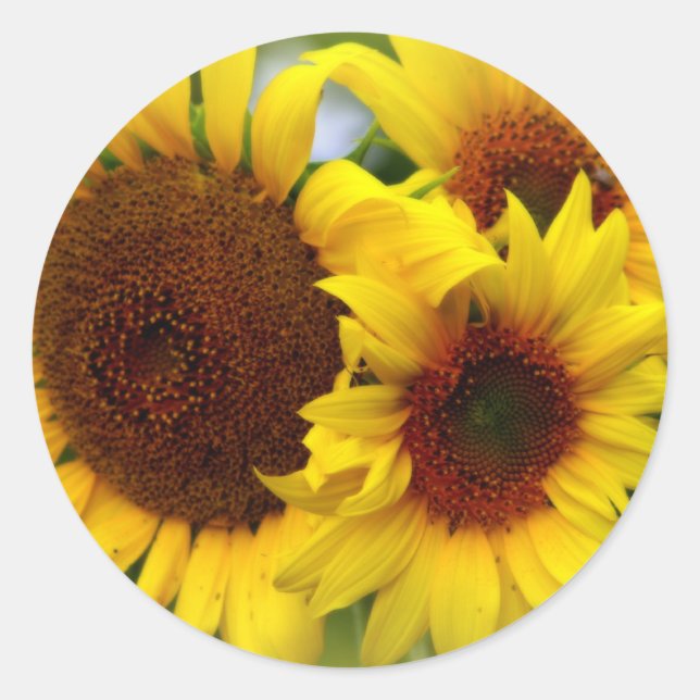 Happy Sunflowers Classic Round Sticker (Front)