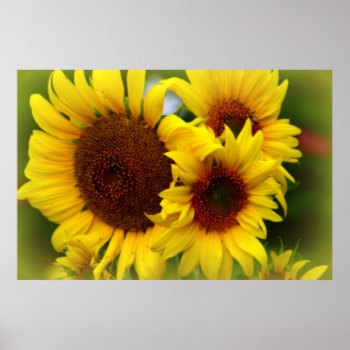 Happy Sunflowers Poster by kkphoto1 at Zazzle