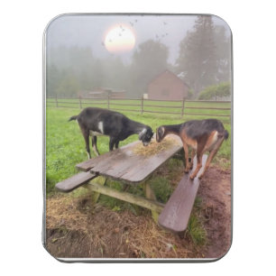 Happy Sunset Goat Jigsaw Puzzle