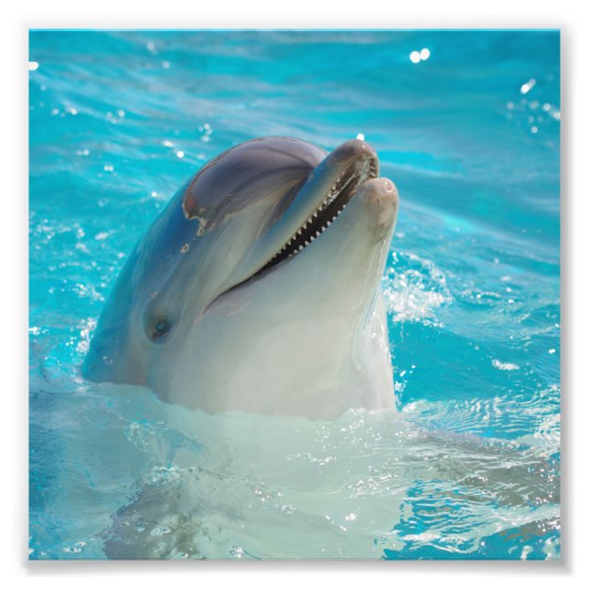 Happy Swimming Dolphin Photo Print (Front)