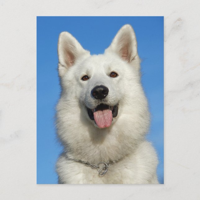 Happy Swiss Shepherd dog Postcard (Front)