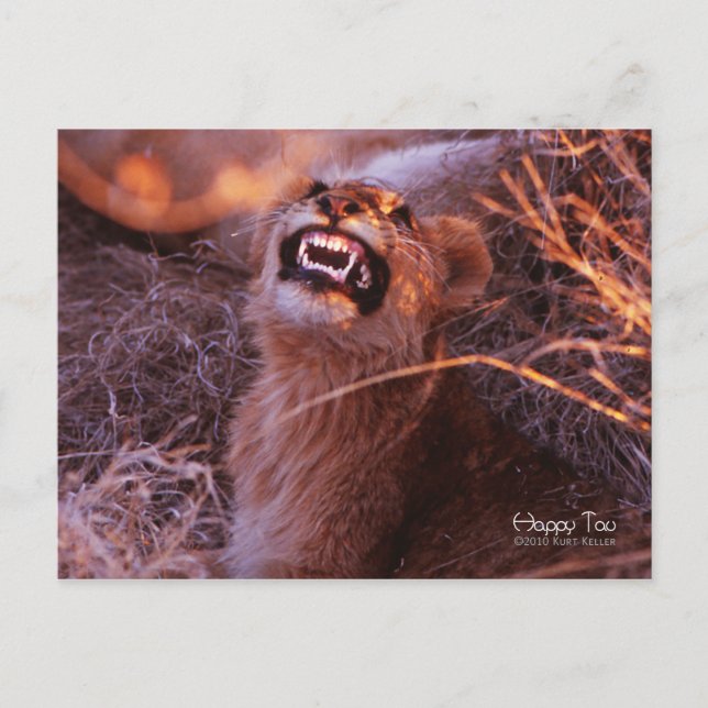 Happy Tau, Smiling Lion Cub Postcard (Front)