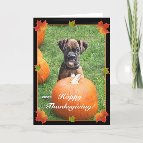 Happy Thanksgiving boxer puppy greeting card
